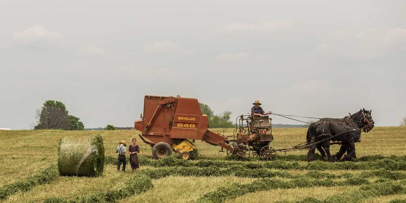 从宠物玩具到健康管理：现代宠物养护的全面升级与商城新趋势