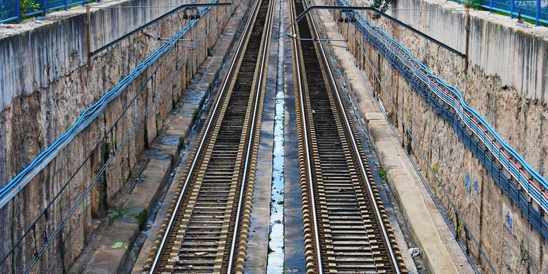 仓鼠健康警报：从颊囊炎到肿瘤的早期识别与科学护理指南