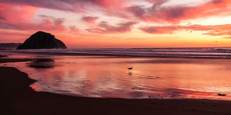 仓鼠饲养指南：从宠物商城选购到DIY丰容玩具的完整布置教程