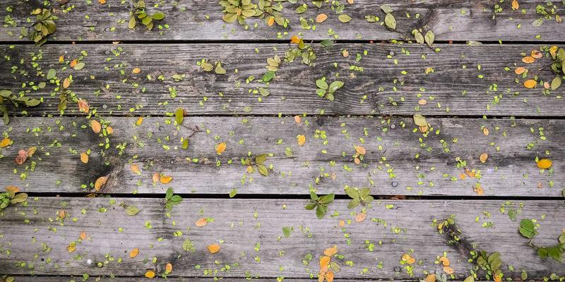 宠物养护69：科学选择宠物用品与狗粮，守护爱宠健康全攻略