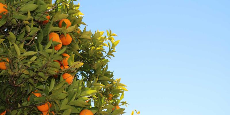 宠物养护全攻略：从玩具选择到健康管理的科学饲养指南