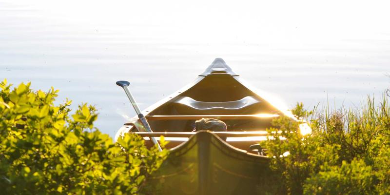 宠物商城必备知识：手把手教你种植猫草，改善猫咪消化系统