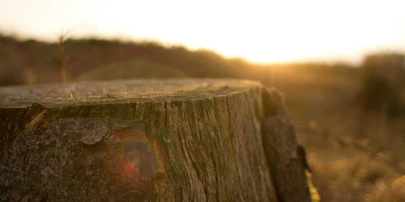 宠物用品选购全攻略：从狗粮到宠物商城的科学养护指南