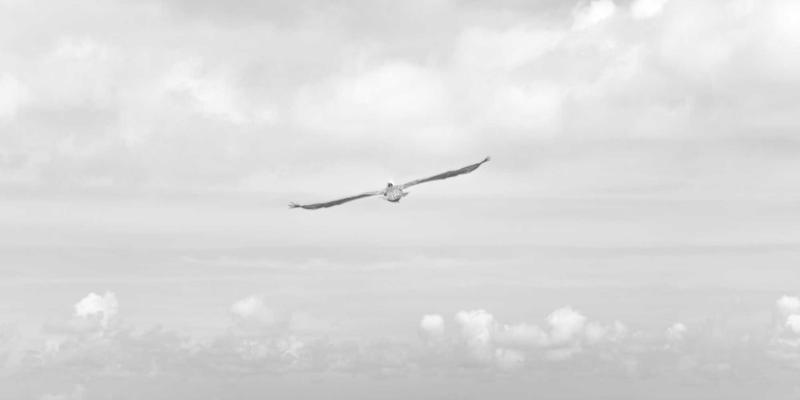 宠物皮肤问题深度解析：从真菌感染到过敏的鉴别与家庭护理指南