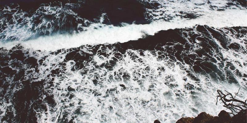 科学养宠全攻略:从宠物用品选择到猫粮营养解析