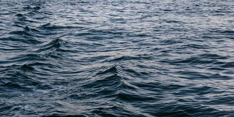 科学养宠全攻略：从宠物知识到用品选择，狗粮评测避坑指南