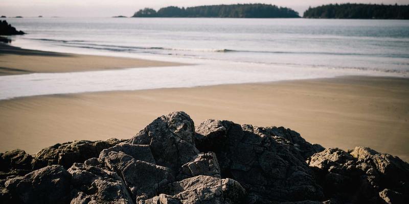 科学养宠全攻略：从用品选择到健康管理的必备知识